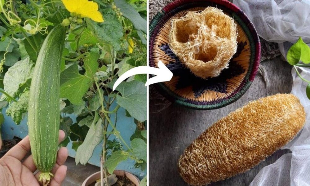 Palamu Women Turn Waste Ridge Gourd into Income