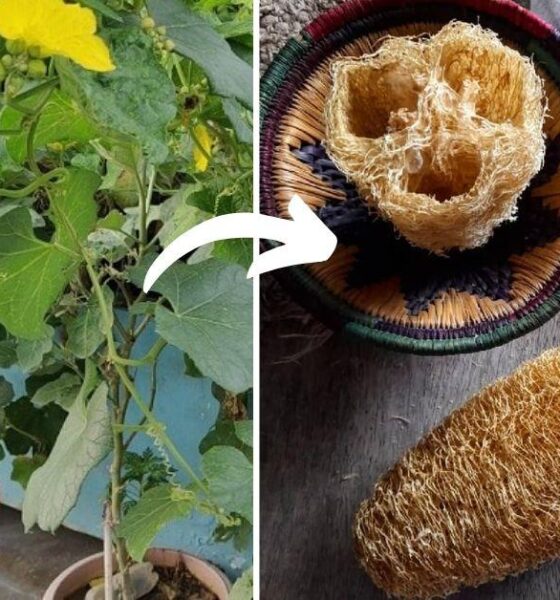 Palamu Women Turn Waste Ridge Gourd into Income