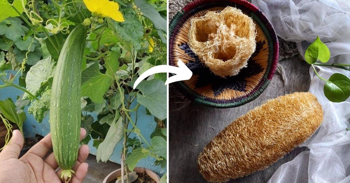 Palamu Women Turn Waste Ridge Gourd into Income